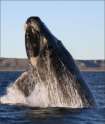 20120522-right whale Southern_right_whale.jpg